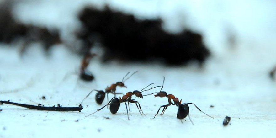 Karıncalar yönünü nasıl buluyor?