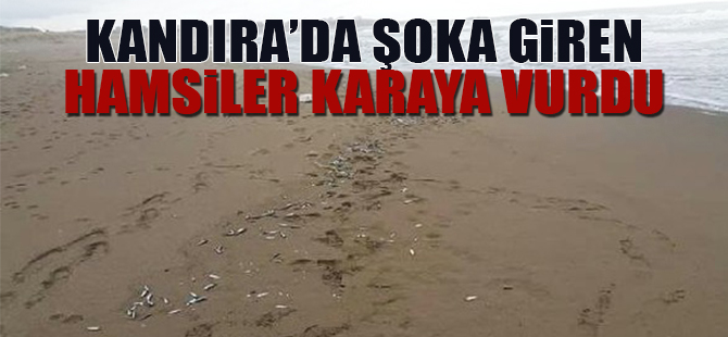 Kandıra'da şoka giren hamsiler karaya vurdu