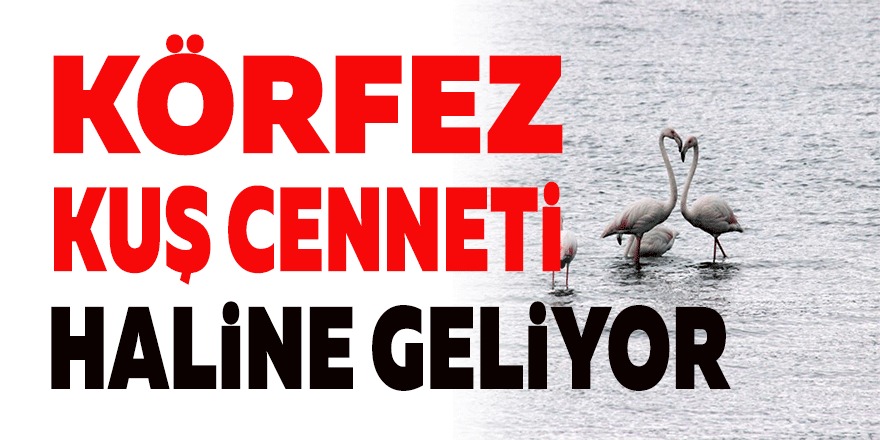 Körfez kuş cenneti haline geliyor