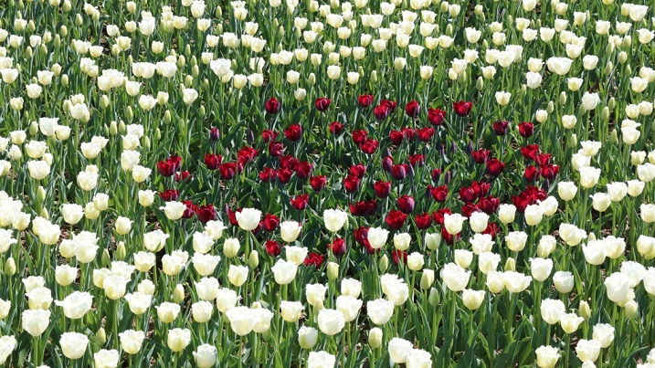 Sekapark, Lale Festivali’ne hazır