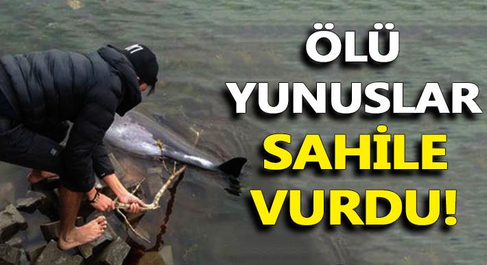 Ölü yunuslar Darıca sahiline vurdu!