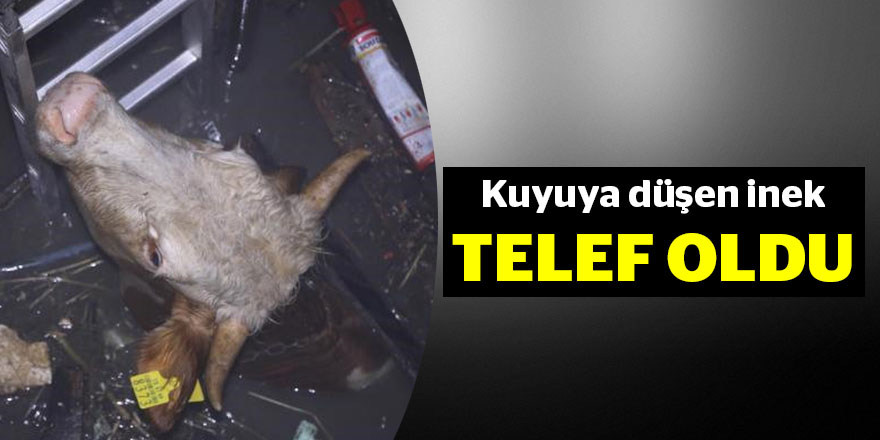 Kuyuya düşen inek telef oldu