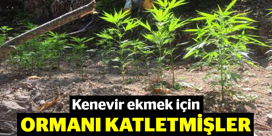 Kenevir ekmek için ormanı katletmişler