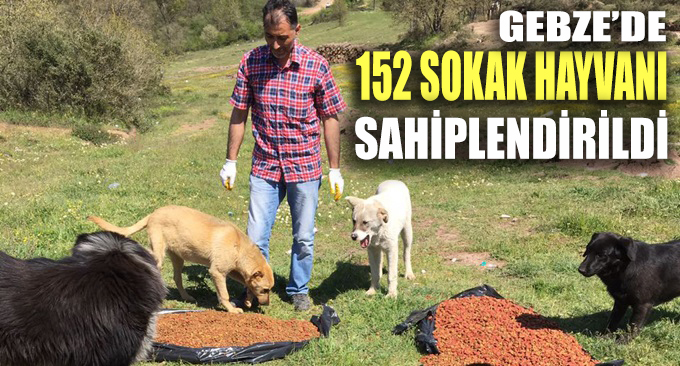 Gebze Veteriner İşlerinden 2017 Çalışmaları