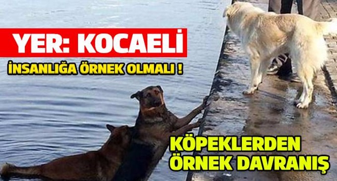 Köpek denize düştü, peşinden atlayan diğer köpek onu kurtardı!