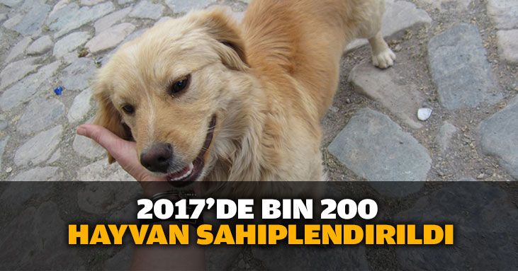 2017'de 1200 hayvan sahiplendirildi