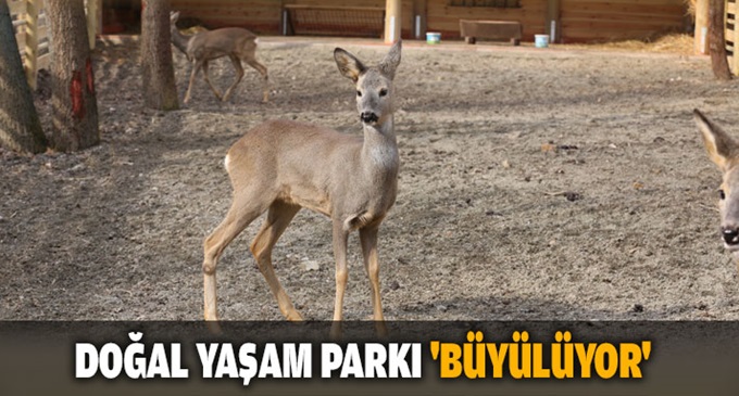 Doğal Yaşam Parkı büyülüyor