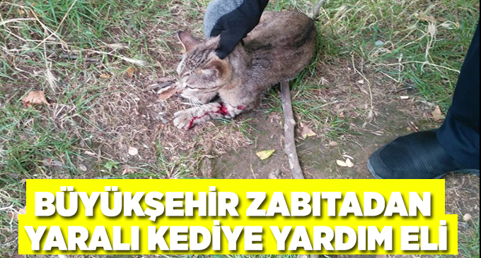 Büyükşehir Zabıtadan yaralı kediye yardım eli