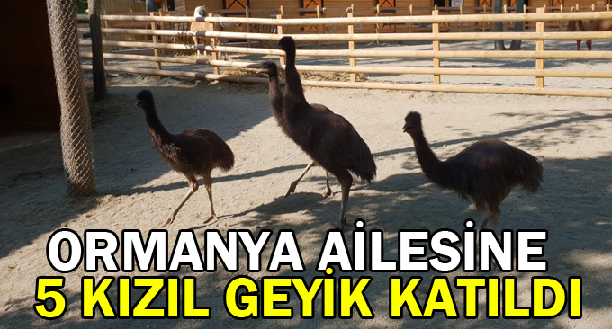 Ormanya ailesine 5 kızıl geyik katıldı