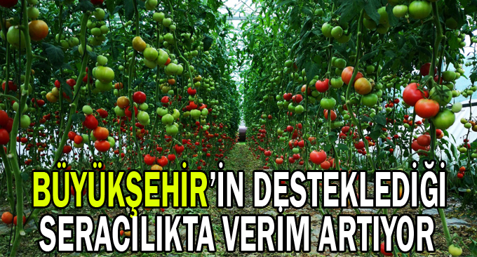 Büyükşehir’in desteklediği seracılıkta verim artıyor