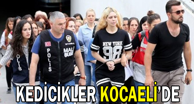 Kedicikler Kocaeli'de