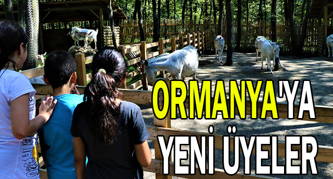 Ormanya'ya yeni üyeler