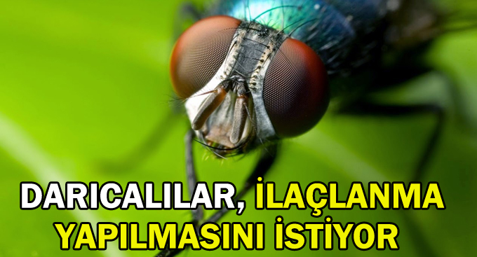 Darıcalılar, ilaçlanma yapılmasını istiyor