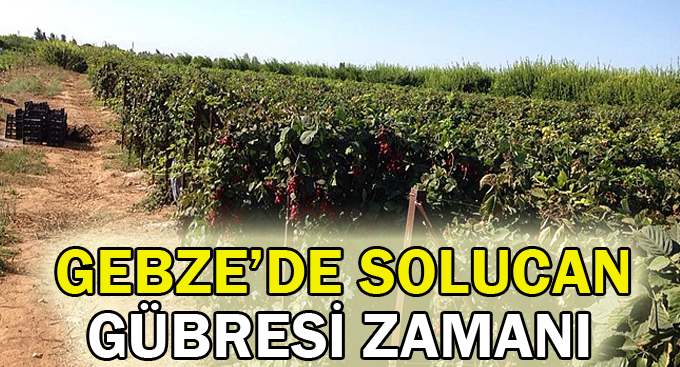 Gebze’de solucan gübresi zamanı
