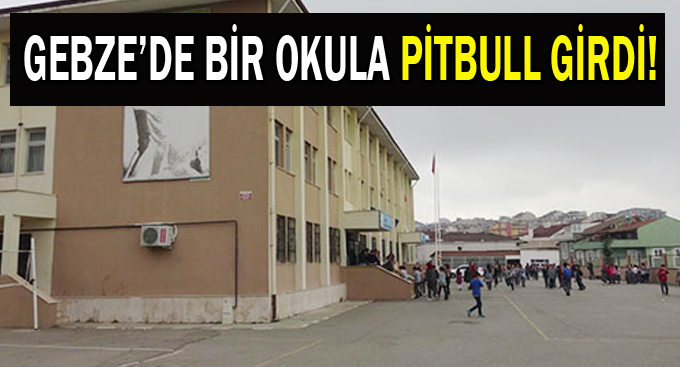 Gebze'de bir okula pitbull girdi!