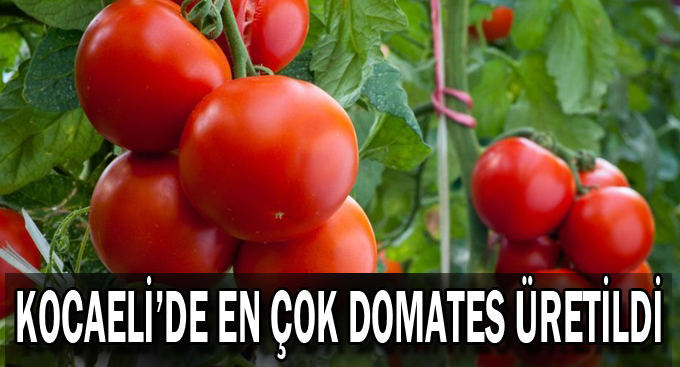 Kocaeli'de en çok domates üretildi
