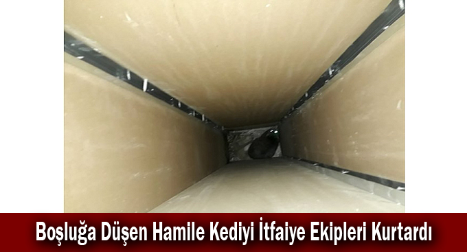 Boşluğa Düşen Hamile Kediyi İtfaiye Ekipleri Kurtardı