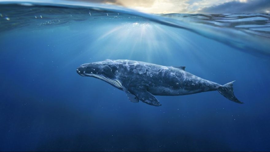 Emniyetten "Mavi Balina" talimatı