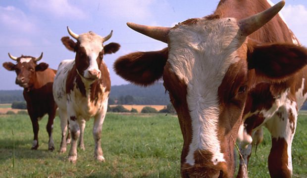 Kocaeli’de peş peşe büyükbaş hayvanlar ölmeye başladı!