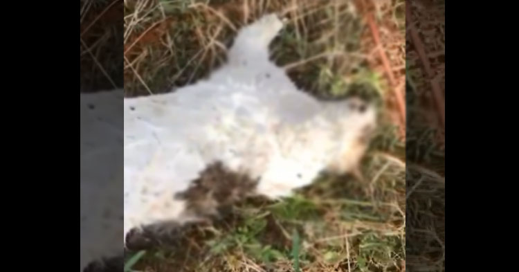 Elleri ve ayakları jiletle kesilen kedi öldü