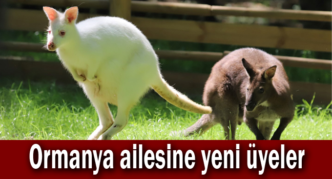 Ormanya ailesine yeni üyeler