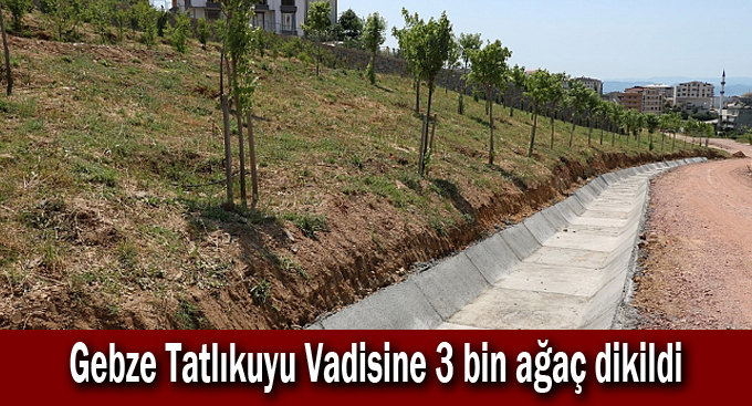 Gebze Tatlıkuyu Vadisine 3 bin ağaç dikildi