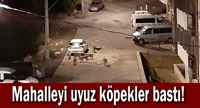 Mahalleyi uyuz köpekler bastı