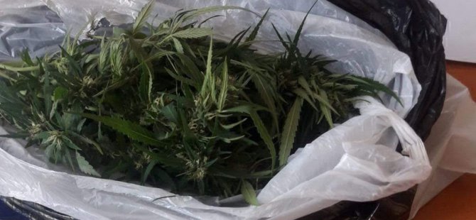 Ellerinde Hint kenevirleriyle yakalandılar