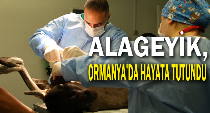 Alageyik, Ormanya’da hayata tutundu