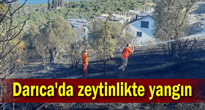 Darıca'da zeytinlikte yangın