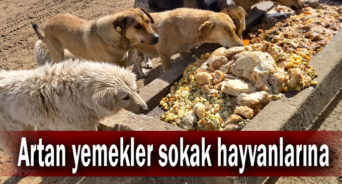 Artan yemekler sokak hayvanlarına