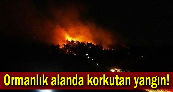 Ormanlık alanda korkutan yangın!