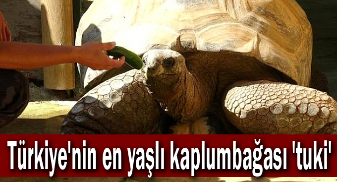 Türkiye'nin en yaşlı kaplumbağası 'tuki'