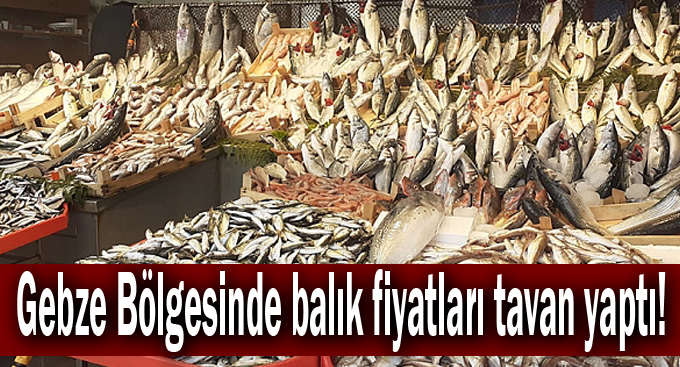 Gebze Bölgesinde balık fiyatları tavan yaptı!