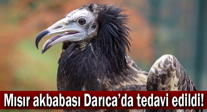 Mısır akbabası Darıca’da tedavi edildi!