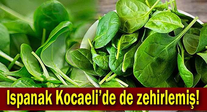 Ispanak Kocaeli’de de zehirlemiş!