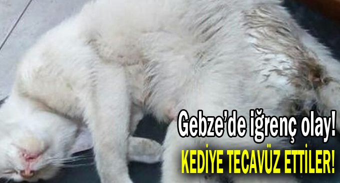 Gebze'de  iğrenç olay! Kediye tecavüz ettiler