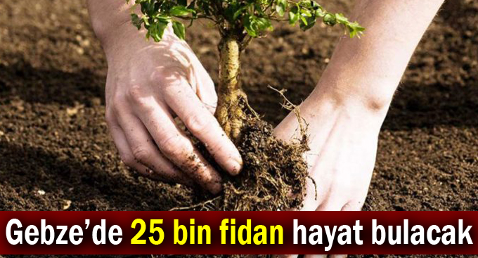 Gebze’de 25 bin fidan hayat bulacak