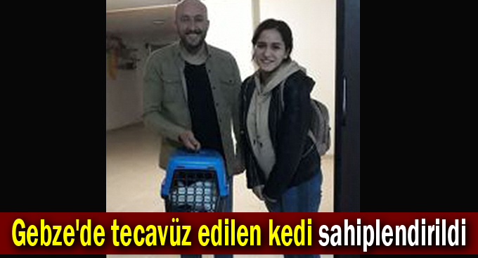 Gebze'de tecavüz edilen kedi sahiplendirildi