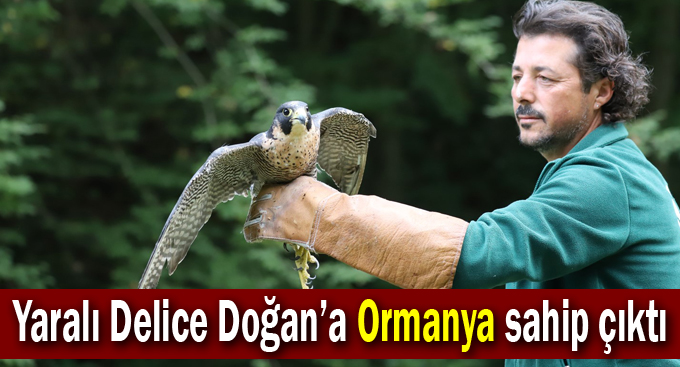 Yaralı Delice Doğan’a Ormanya sahip çıktı