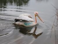 Ormanya, Ak Pelikan’a umut oldu