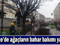 Gebze’de ağaçların bahar bakımı yapıldı