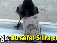 Karga, bu sefer 5 lira çaldı