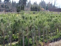 Üretim fidanlığında yetişiyor, Kocaeli’yi yeşillendiriyor