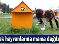 Sokak hayvanlarına mama dağıtılıyor