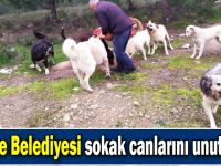 Gebze Belediyesi sokak canlarını unutmadı