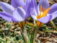 Kocaeli’de yeni bitki türü keşfedildi