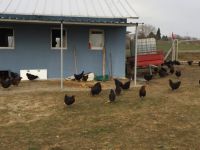 Büyükşehir’den çiftçilere gezen tavuk desteği