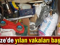 Gebze'de yılan vakaları başladı