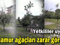 Yetkililer uyardı! Ihlamur ağaçları zarar görüyor